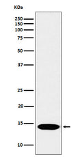 Western blot analysis of Histone H2B (mono methyl K116) expression in Hela cell lysate.