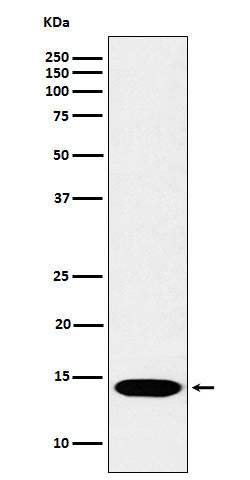 Western blot analysis of Histone H2B (mono methyl K116) expression in Hela cell lysate.