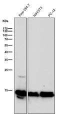 All lanes use the Antibody at 1:500 dilution for 1 hour at room temperature.