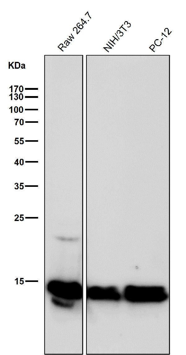 All lanes use the Antibody at 1:500 dilution for 1 hour at room temperature.
