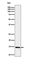 Western blot analysis of Histone H2B (formyl K116) expression in HeLa cell lysate.