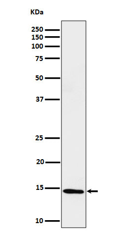 Western blot analysis of Histone H2B (formyl K116) expression in HeLa cell lysate.