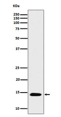 Western blot analysis of Histone H2B (acetyl K16) expression in HeLa treated with Trichostatin A cell lysate.