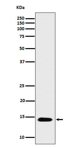 Western blot analysis of Histone H2B (acetyl K16) expression in HeLa treated with Trichostatin A cell lysate.