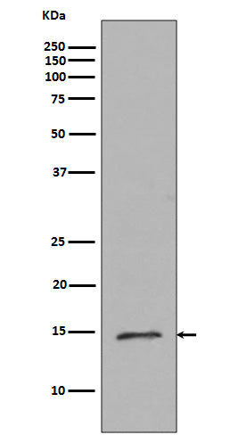 Western blot analysis of Histone H2B (mono methyl R79) expression in HeLa cell lysate.