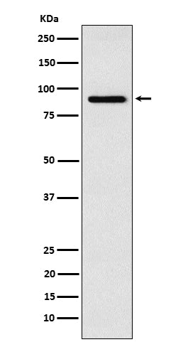 Western blot analysis of RSK4 expression in SH-SY5Y cell lysate.