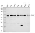Anti-STK33 Rabbit Monoclonal Antibody