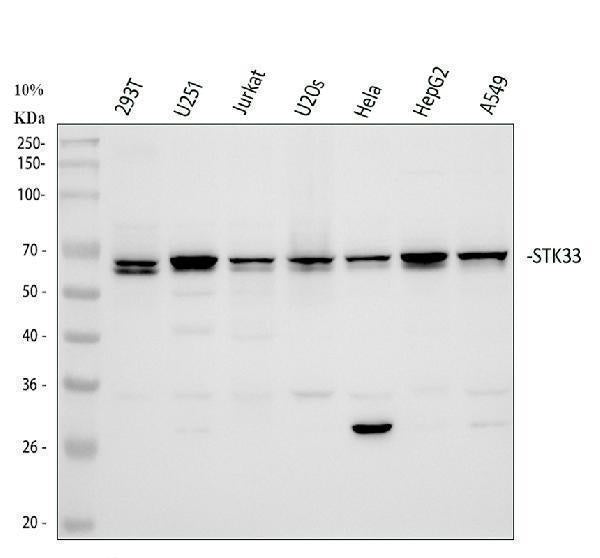 Anti-STK33 Rabbit Monoclonal Antibody