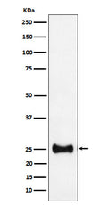 Western blot analysis of Adenylate kinase 4 expression in HepG2 cell lysate.