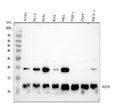 Anti-NOP10 Rabbit Monoclonal Antibody
