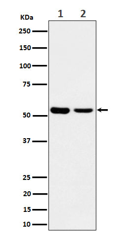 Western blot analysis of AAMP expression in (1) A375 lysate; (2) MCF7 cell lysate.