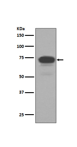 Western blot analysis of 5T4 expression in MCF-7 cell lysate.