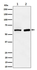 Western blot analysis of ATE1 expression in (1) HepG2 cell lysate; (2) Mouse spleen lysate.