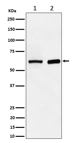 Western blot analysis of ATE1 expression in (1) HepG2 cell lysate; (2) Mouse spleen lysate.