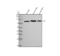 Anti-SCIN Rabbit Monoclonal Antibody