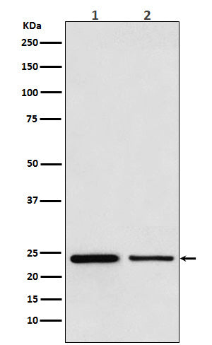 Anti-TBPL1 Monoclonal Antibody