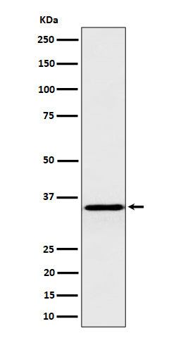 Western blot analysis of Pyrophosphatase 1 expression in HepG2 cell lysate.