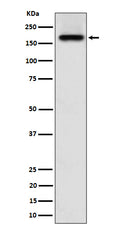 Western blot analysis of SARA expression in A673 cell lysate.