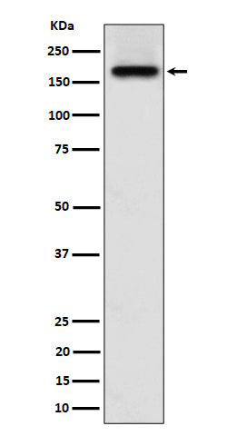 Western blot analysis of SARA expression in A673 cell lysate.