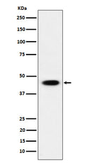 Western blot analysis of AdSS 2 expression in 293 cell lysate.