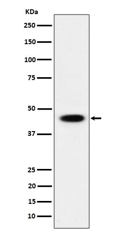 Western blot analysis of AdSS 2 expression in 293 cell lysate.