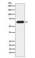 Western blot analysis of CD89 expression in HL-60 cell lysate.
