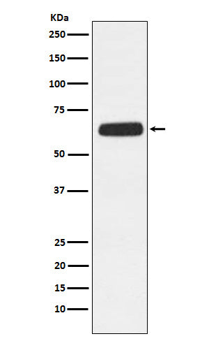 Western blot analysis of CD89 expression in HL-60 cell lysate.