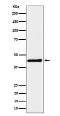 Western blot analysis of DPF2 expression in HeLa cell lysate.