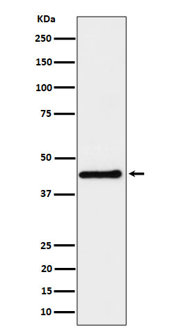 Western blot analysis of DPF2 expression in HeLa cell lysate.