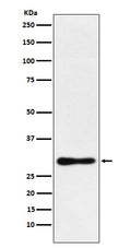 Western blot analysis of DDAH2 expression in MCF7 cell lysate.