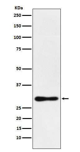 Western blot analysis of DDAH2 expression in MCF7 cell lysate.