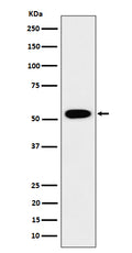Western blot analysis of GRSF1 expression in 293 cell lysate.