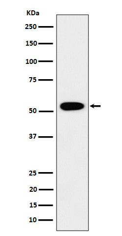 Western blot analysis of GRSF1 expression in 293 cell lysate.
