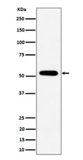 Western blot analysis of PPP2R5E expression in 293 cell lysate.