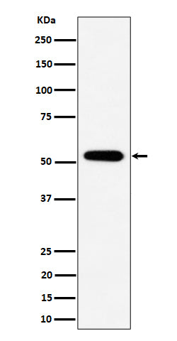 Western blot analysis of PPP2R5E expression in 293 cell lysate.