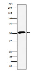 Western blot analysis of PPP2R5E expression in 293 cell lysate.