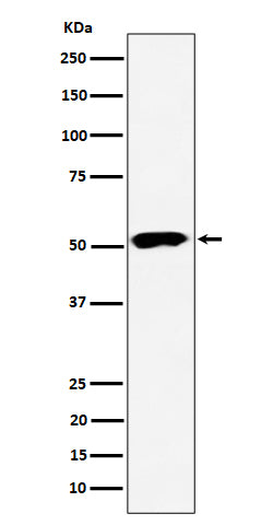 Western blot analysis of PPP2R5E expression in 293 cell lysate.