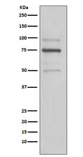 Western blot analysis of KDEL expression in HeLa cell lysate.