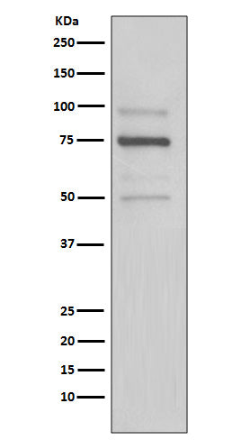 Western blot analysis of KDEL expression in HeLa cell lysate.