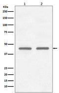 Western blot analysis of FNTB expression in (1) HepG2 cell lysate; (2) K562 cell lysate.