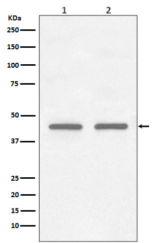 Western blot analysis of FNTB expression in (1) HepG2 cell lysate; (2) K562 cell lysate.