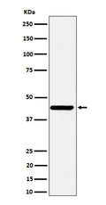 Western blot analysis of Nodal expression in SH-SY5Y cell lysate.