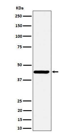 Western blot analysis of Nodal expression in SH-SY5Y cell lysate.