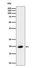 Western blot analysis of SRP19 expression in HeLa cell lysate.