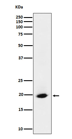 Western blot analysis of SRP19 expression in HeLa cell lysate.