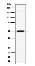 Western blot analysis of GPA33 expression in HT-29 cell lysate.