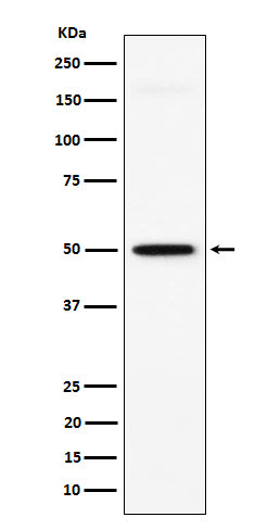 Western blot analysis of GPA33 expression in HT-29 cell lysate.