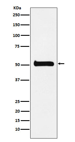 Western blot analysis of ULK3 expression in 293T cell lysate.