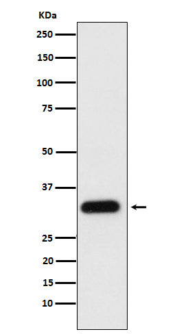 Western blot analysis of Apolipoprotein F expression in human plasma cell lysate.