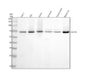 Anti-CDC40 Rabbit Monoclonal Antibody
